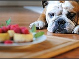 Food Blog Dog & a Cookbook Title