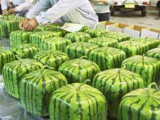 Square watermelons