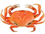 Dungeness crab vs snow crab