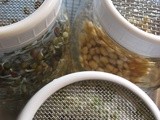 Sprouting - Lentils, Garbanzos and Mung Beans - Oh My