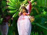 Mochar Ghonto ~ a Bengali Delicacy of Banana Blossom