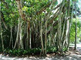 Banyan tree