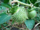 Datura plant