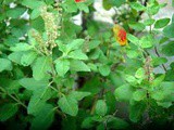 Health benefits and importance of tulasi