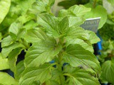 How to make your own Spearmint extract by Angie