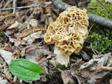 Morel Mushrooms