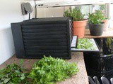Preserve culinary and medicinal herbs for year-’round use | The Old Farmer’s Almanac