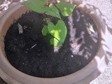 Recycling and Climate Change…1st June 2020…and Covid-19