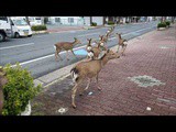 Recycling and Climate Change…6th April 2020… Wildlife returns