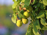 Smorgasbord Health Column – The Medicine Woman’s Treasure Chest – Herbal Medicine – Horse Chestnut (Aesculus) -Circulatory System