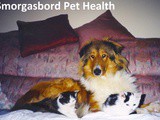 Smorgasbord Pet Health Rewind – Herbal remedies for Pets