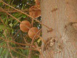 Thailand…Down on the Farm…Cannon Ball fruit,Lemongrass Salad and Tea