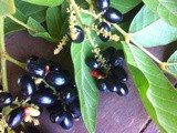 Thailand…Down on the Farm…Jambulan Plum and Mulberry’s