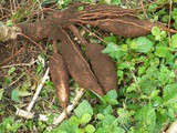 Thailand…Down on The farm… Snake Gourd,Cassava