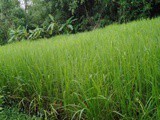 Travel and Traditions …Down on the farm…… Snake gourd Raita