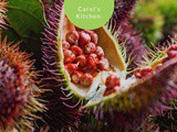 Tropical Friday…Achiote Seed(Annatto)…Lipstick Tree