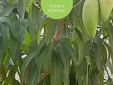 Tropical Friday…The Mango