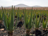 Gel di aloe vera da bere: proprietà, benefici e ricette | Aloe vera juice: how to, benefits & more