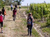Trekking in Romagna e wine tasting alla Tenuta Santini