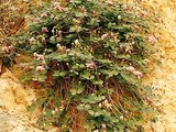 Parliamo di fiori in cucina