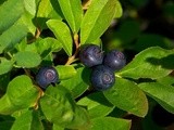 Montana Huckleberries