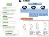 Il riso: schema su varietà, tipologie e produzione