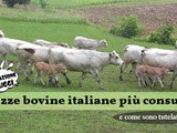 Le razze bovine Italiane invidiate in tutto il mondo