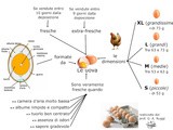 Schema riassuntivo: Le Uova