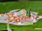 Kerala Sadya Olan | Malabar Style Olan