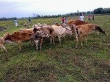 Goru Bihu Festival of Assam