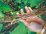 Kochur Loti Recipe :Taro Stolons with Bamboo shoots