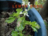 Lemon Basil