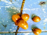 Mamoi Tamul (Chrysalidocarpus lutescens)