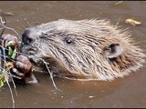 Mom! My Vanilla Ice Cream Has Beaver Anal Gland Secretions in It