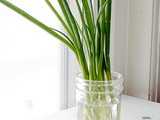 Brain Food 101: How to Store Green Onions