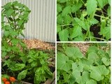 Savvy Garden 2013: Progress