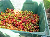 Obstmarkt Tiefengruben