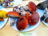 Pilzparade