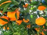 Mandarine în sirop