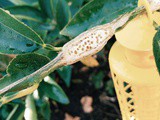 Dealing with citrus gall organically