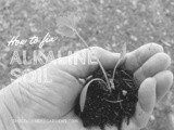 The alkaline soil challenge: How to fix alkaline soil [Guest Post]