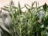 How to Freeze Fresh Herbs