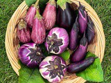 How to Store Eggplant – How Long Does it Last