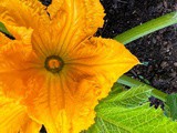 How to Store Squash Blossoms