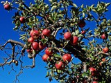 Apple Picking Time in Oak Glen, California: 4 Places to Stop
