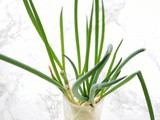 Kitchen Gardener: Grow Green Onions From Cuttings