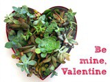 Succulent Heart for Valentine’s Day