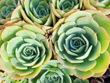 Succulents for Beginners (To Get You Started)