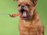 Tomato-Carrot Soup for You and Your Dog