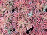 Wising up about a Water-Wise Garden